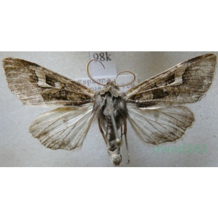 Trigonophora jodea (Herrich-Schäffer, 1850) Spain98k